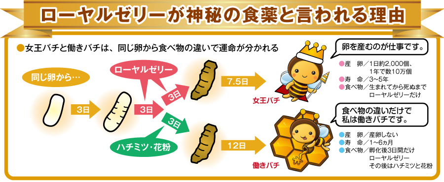 ローヤルゼリーが神秘の食薬と言われる理由